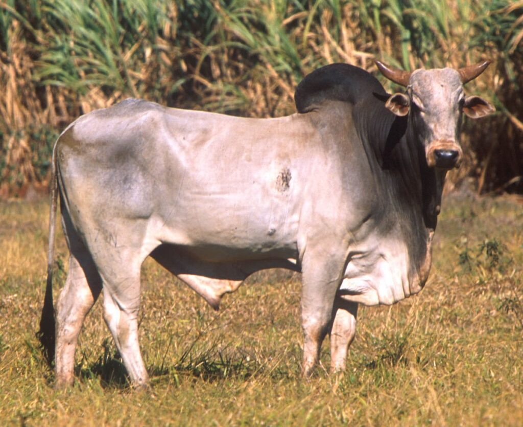 گاب