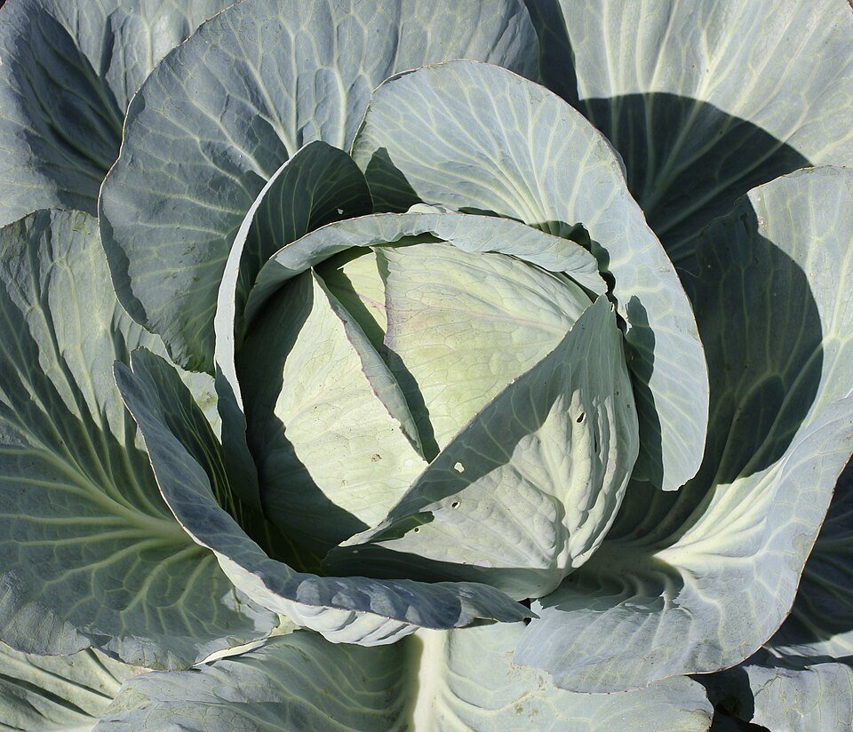 کلم (Cabbage)