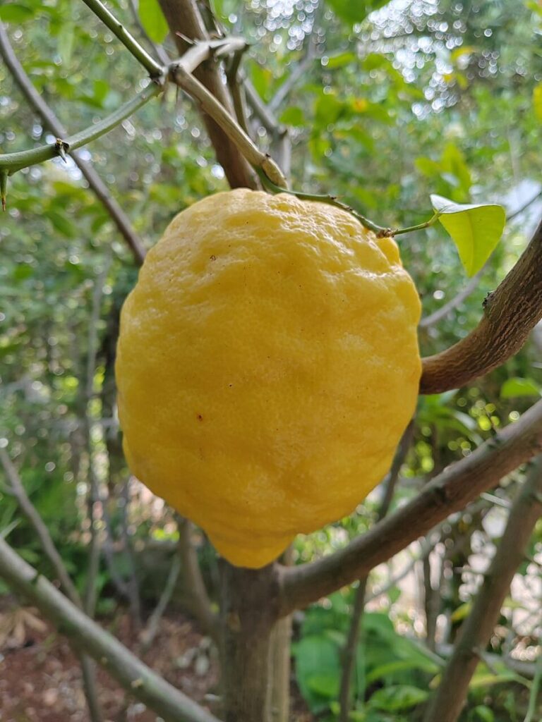 بادرنگ