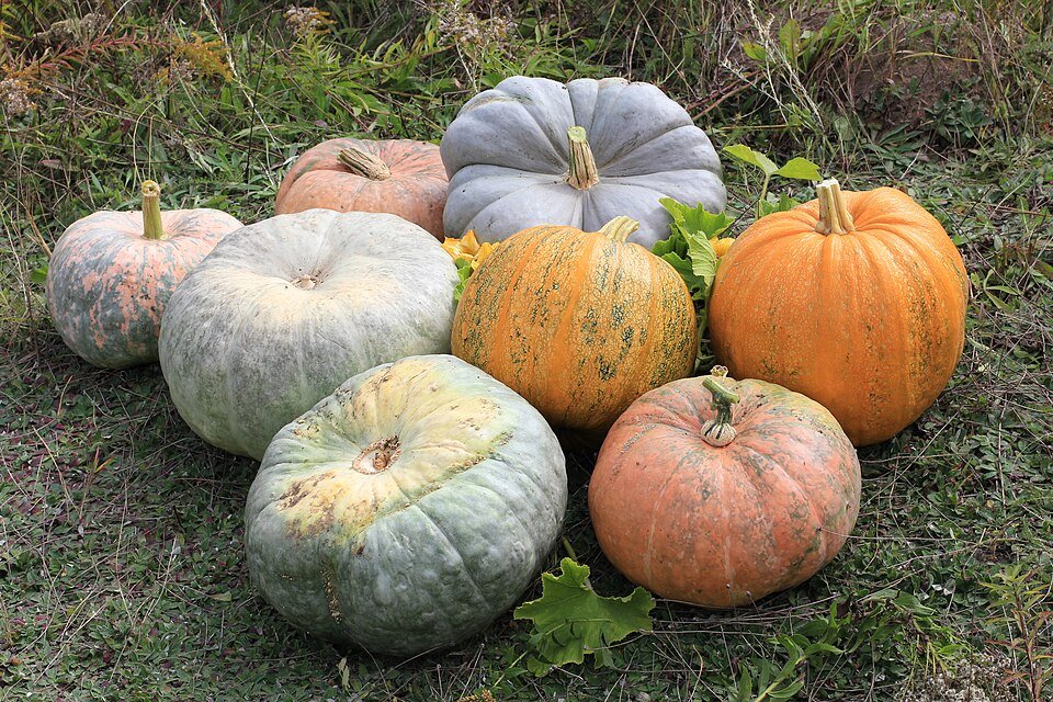 کۊئي (Pumpkin)