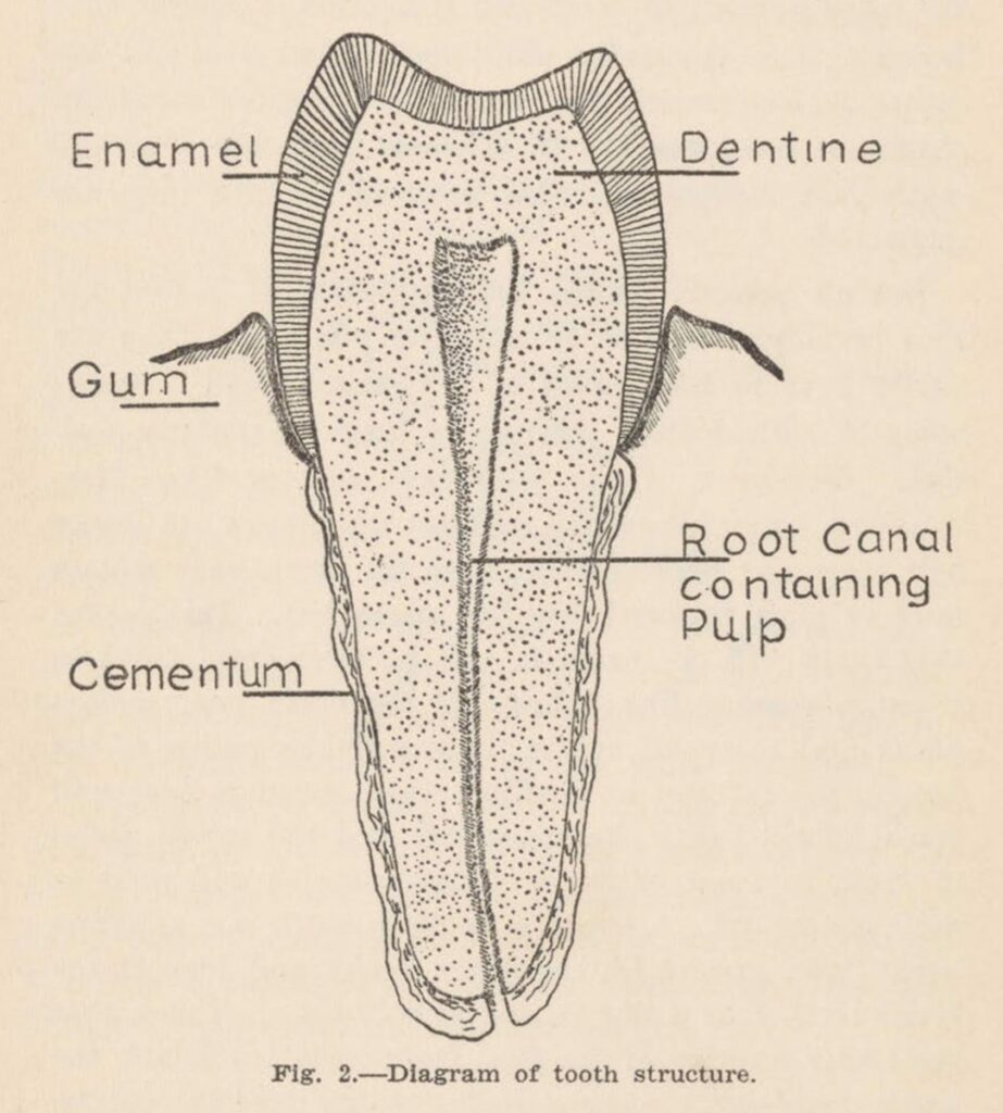 گاز