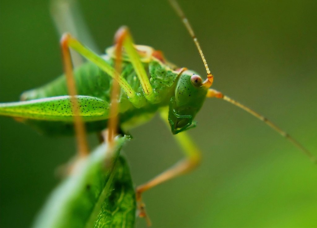 سبز ٚ ملخ (Green grasshopper)