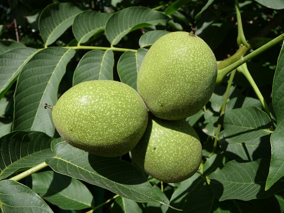 أغۊز