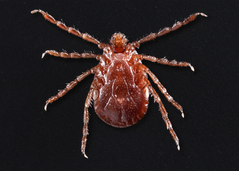 کنه