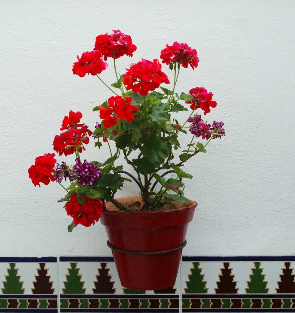 گۊلدان