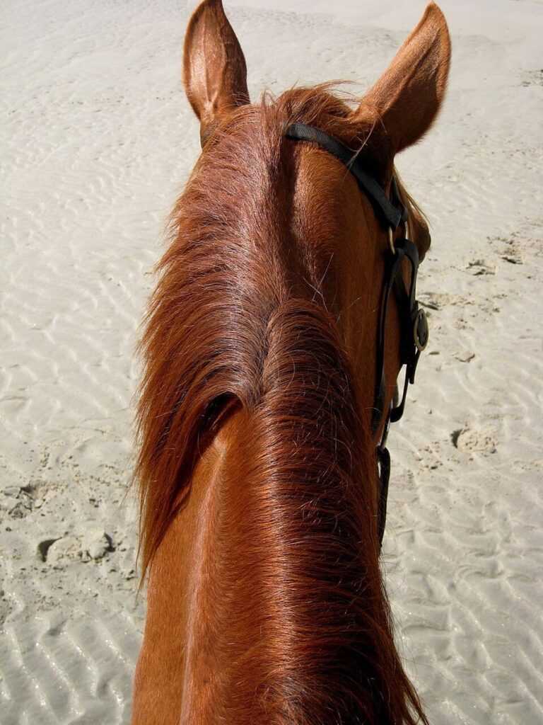 یال