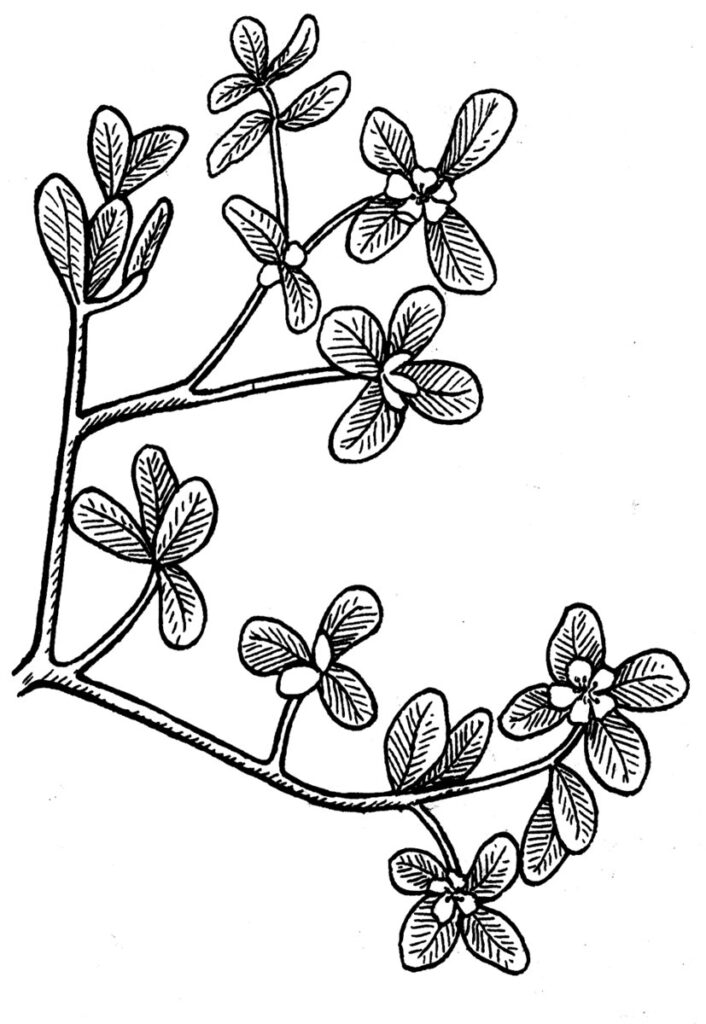 خۊرفه