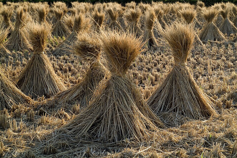 کۊلۊش