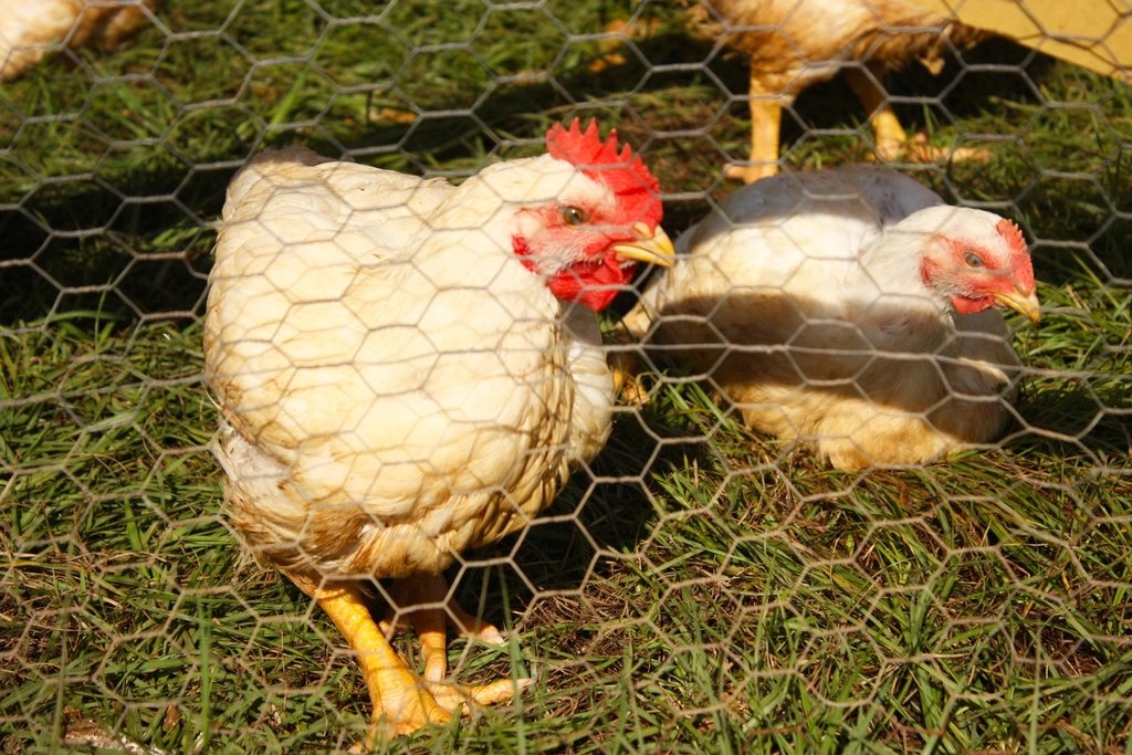 نیمچه (Pullet)